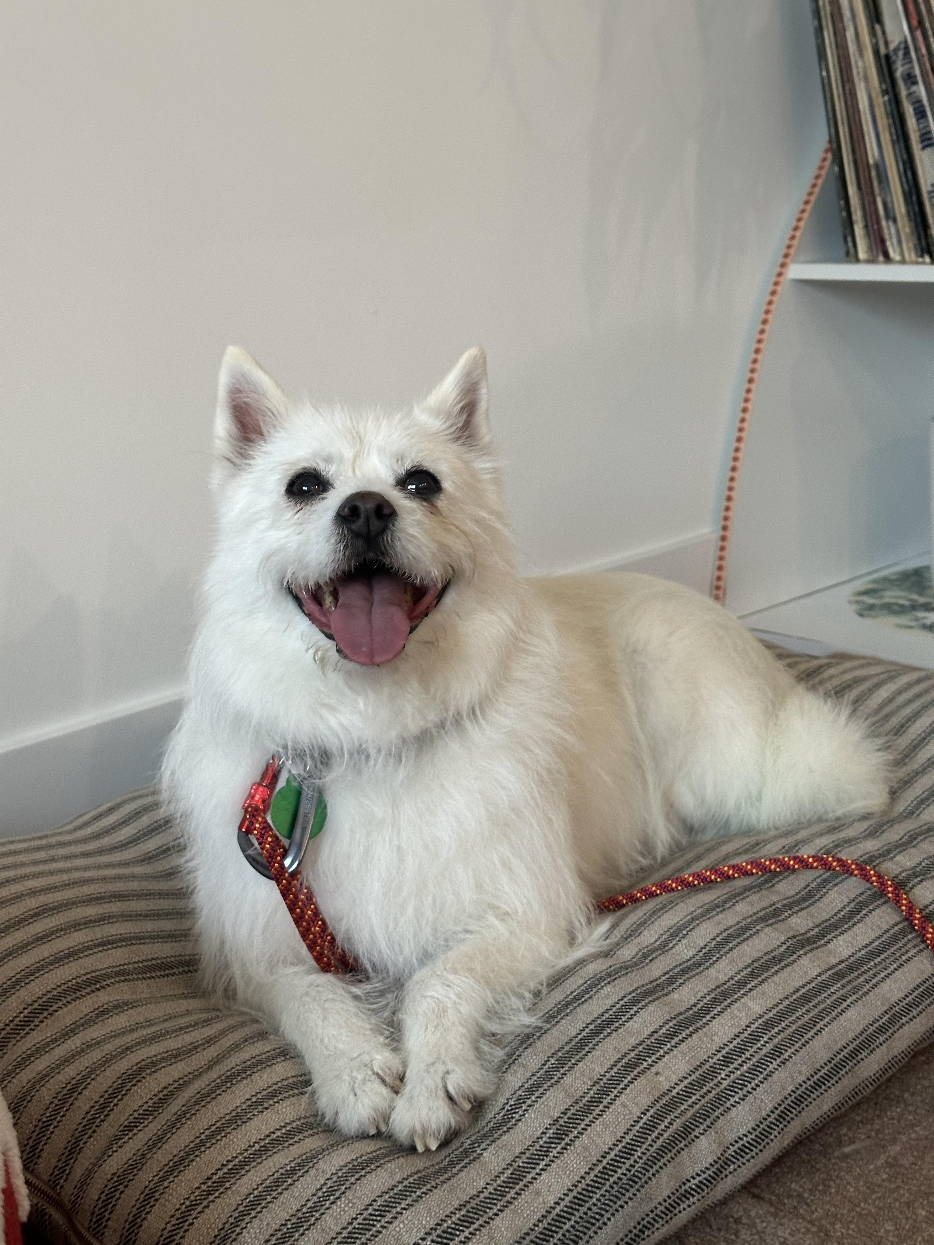 Sally, a ADOPTABLE mixed breed in los angeles, CA image 1/5