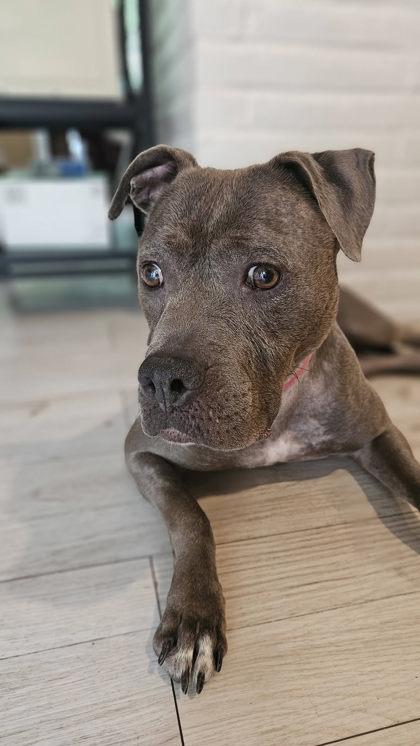 Blueberry Granola, Adoptable, Adult Female Pit Bull Terrier & Mixed Breed.