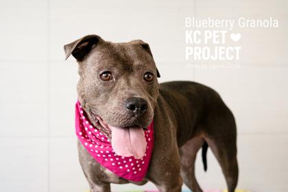 Enlarge Blueberry Granola, a Adoptable mixed breed in Kansas City, MO image 2/3