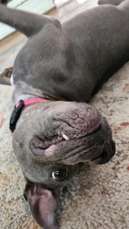 Enlarge Blueberry Granola, a Adoptable mixed breed in Kansas City, MO image 3/3
