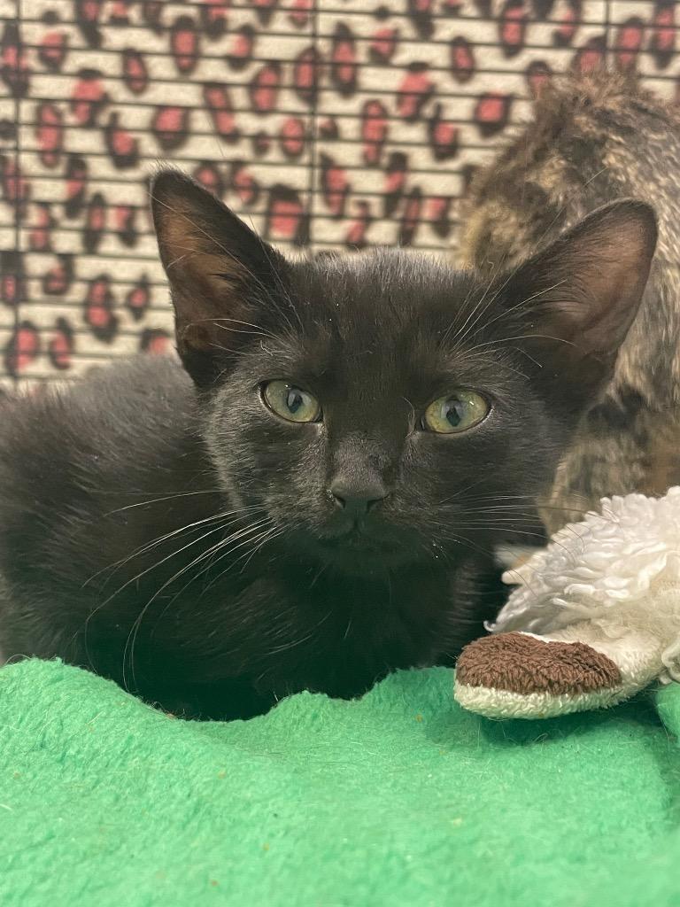 Crypt, Adoptable, Kitten Female Domestic Short Hair.