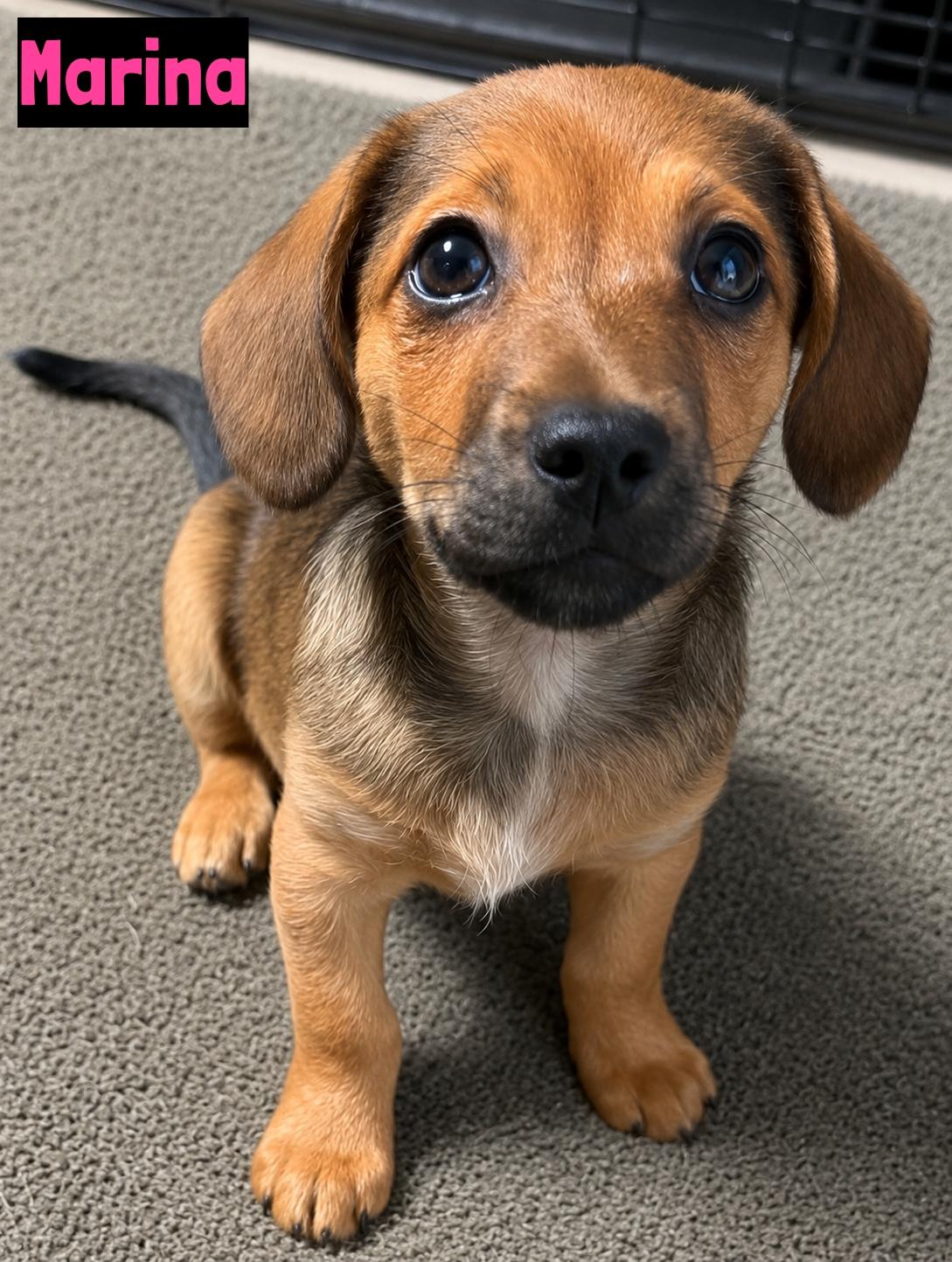Marina, adopted, Puppy Female Dachshund.