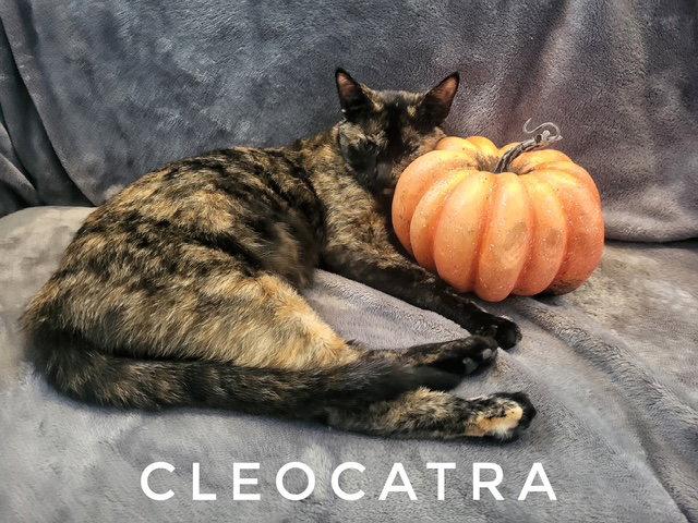 Cleocatra (Available date: 10/9/2026), Adoptable, Young Female Domestic Short Hair & Tortoiseshell.