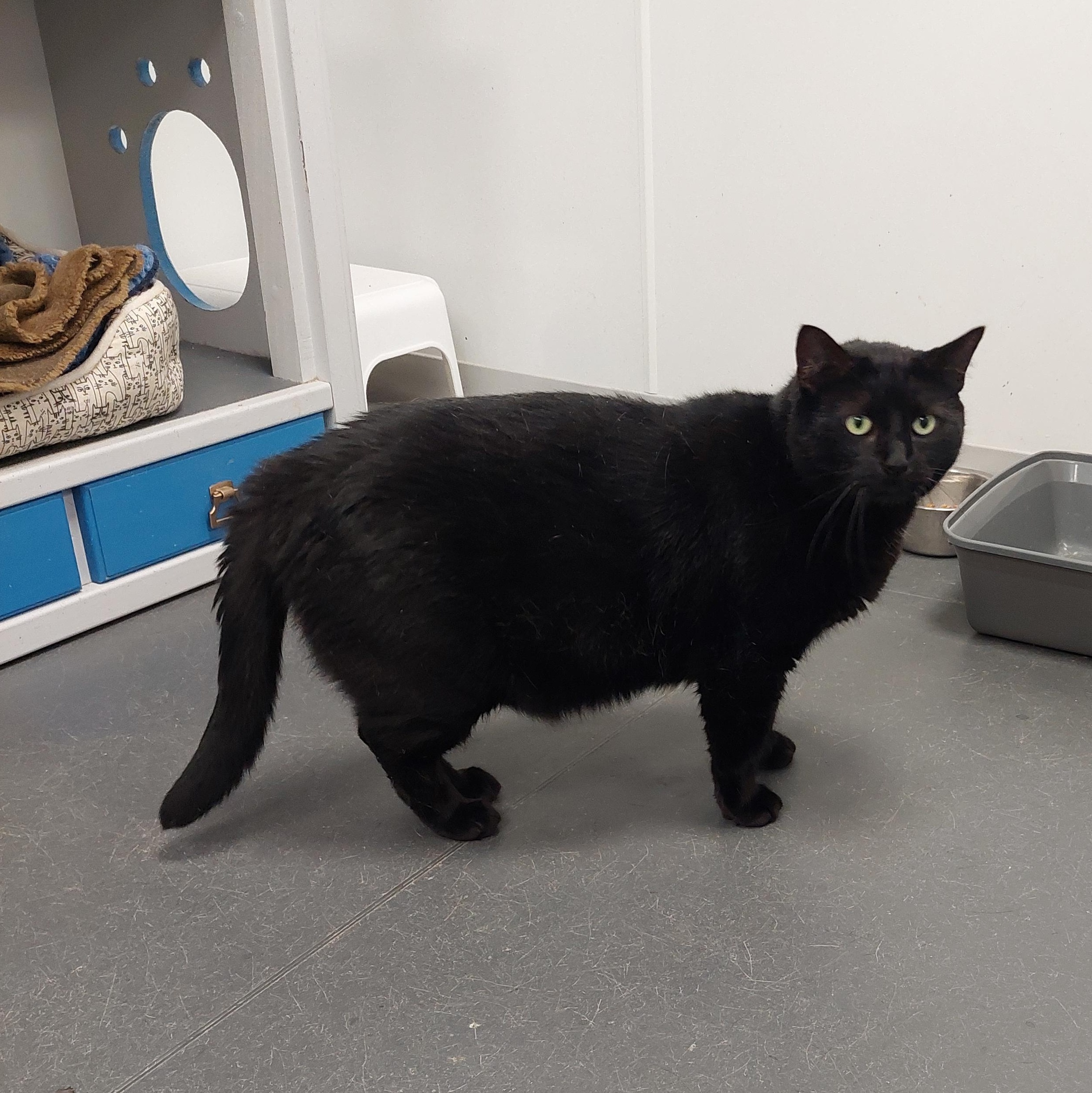 Enlarge Bagheera, a Adoptable Domestic Medium Hair in Williamsport, PA image 3/3