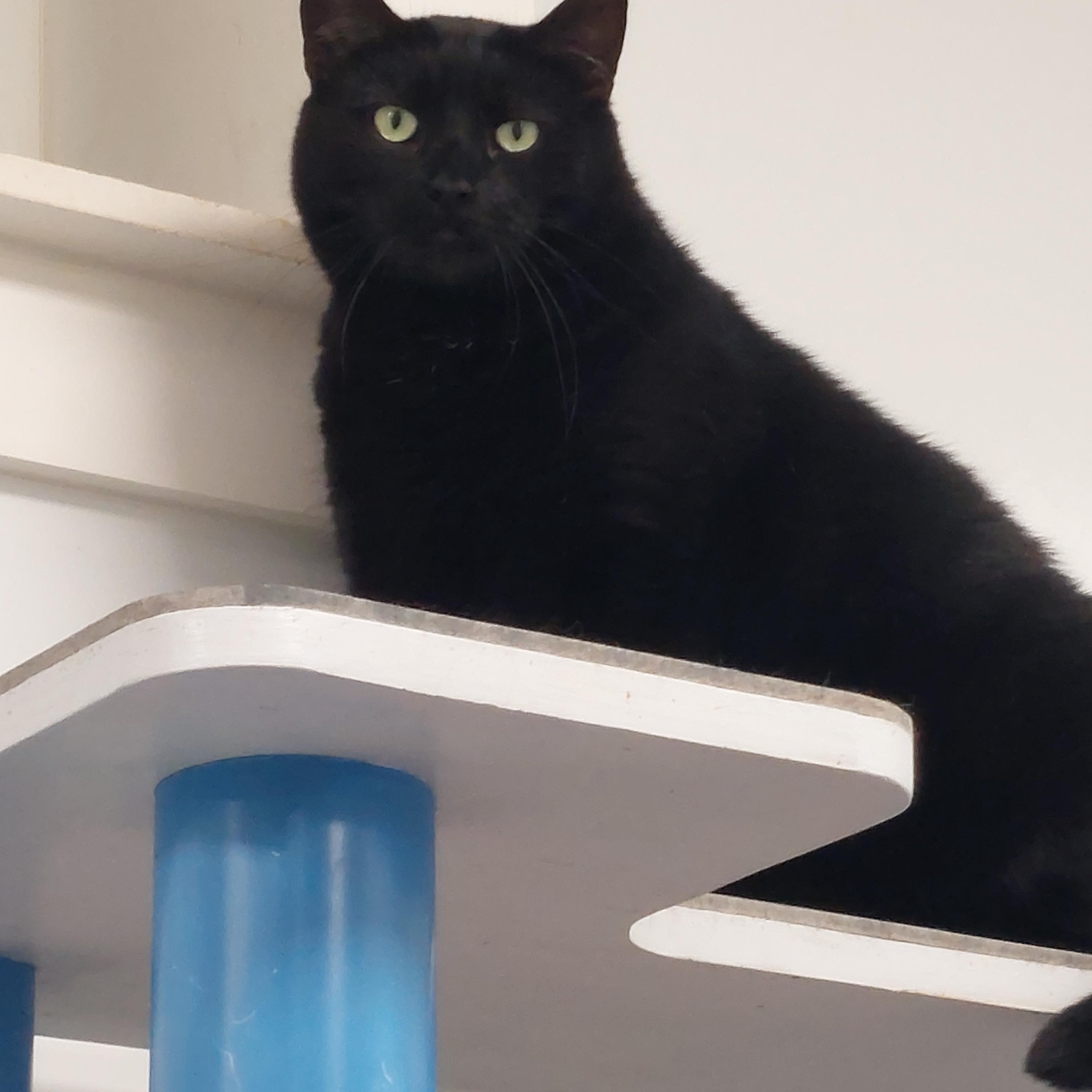 Enlarge Bagheera, a Adoptable Domestic Medium Hair in Williamsport, PA image 2/3