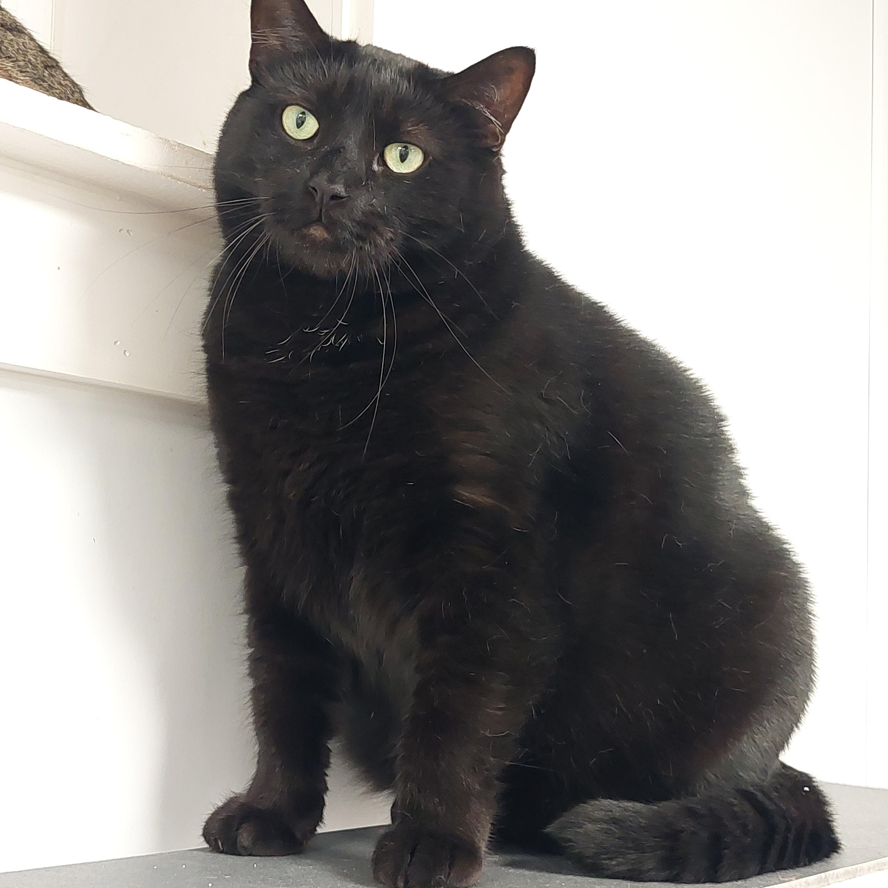 Bagheera, Adoptable, Adult Male Domestic Medium Hair.
