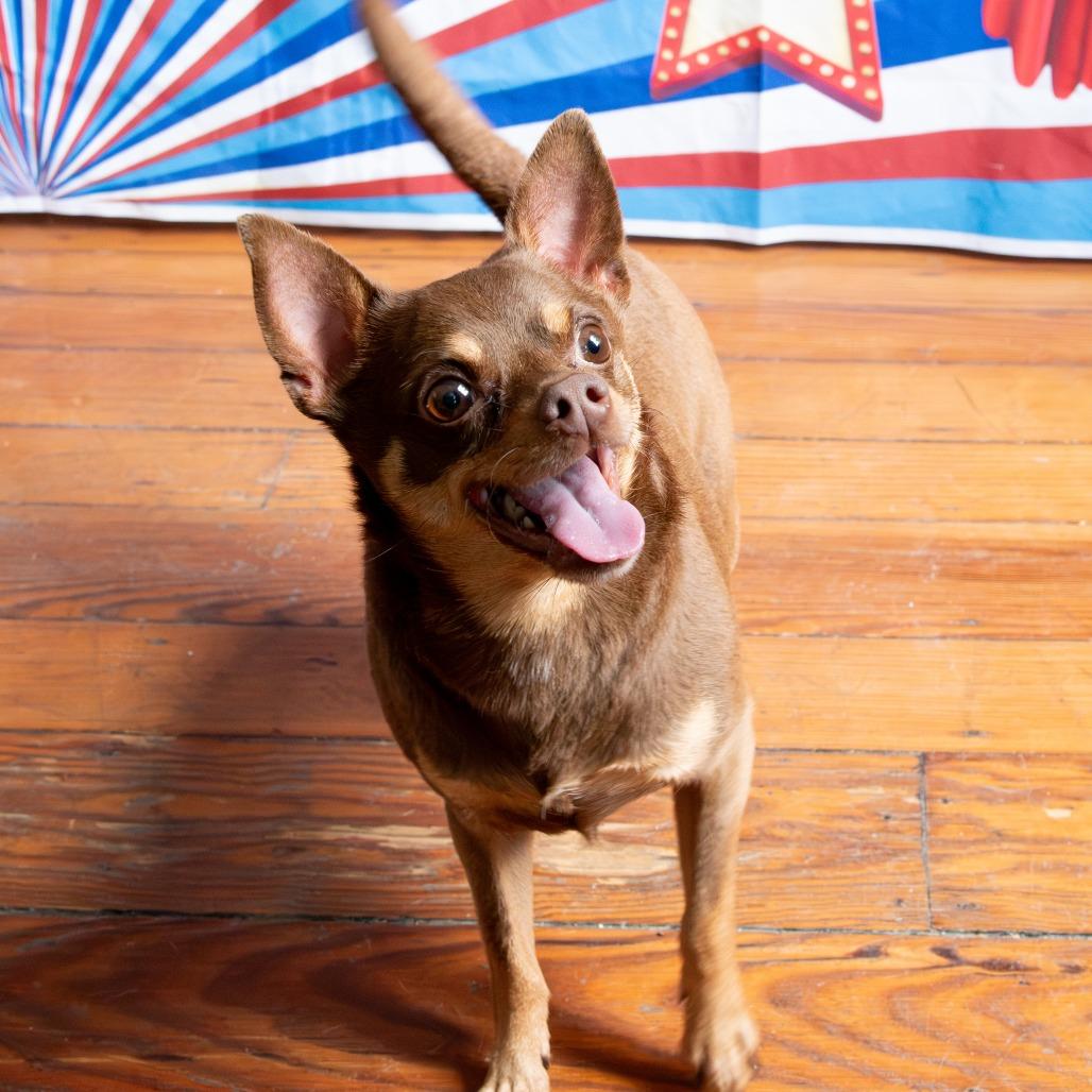 Dobbie, Adoptable, Senior Male Chihuahua.