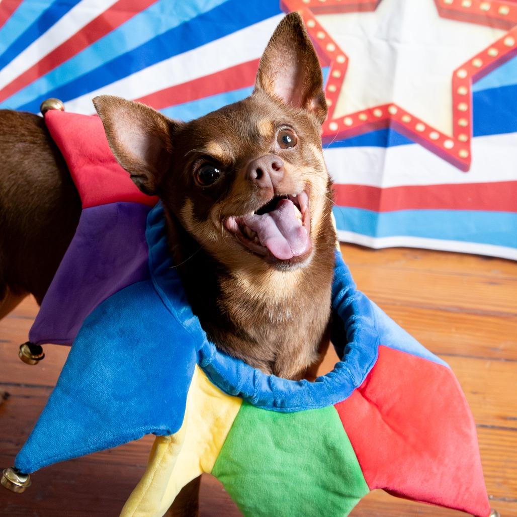 Dobbie, a Adoptable Chihuahua in Philadelphia, PA image 2/6