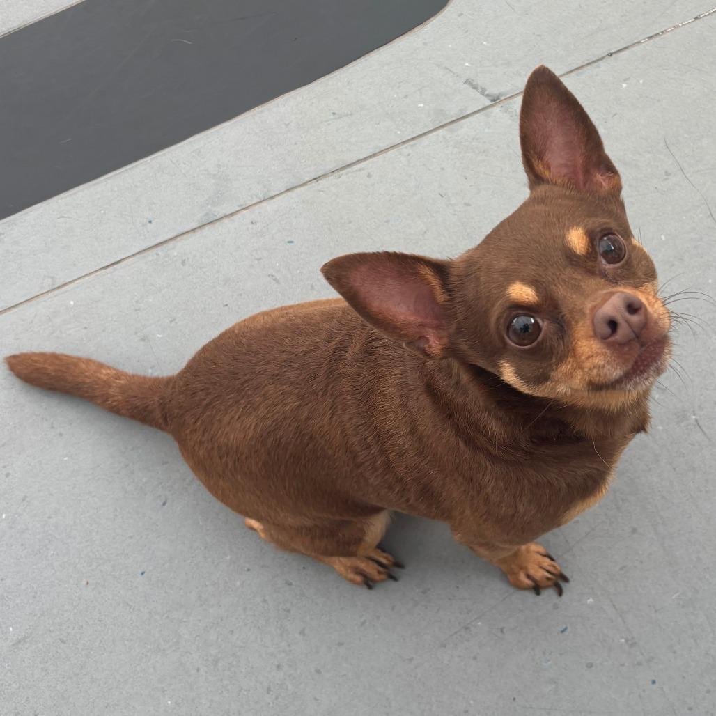 Dobbie, a Adoptable Chihuahua in Philadelphia, PA image 3/6