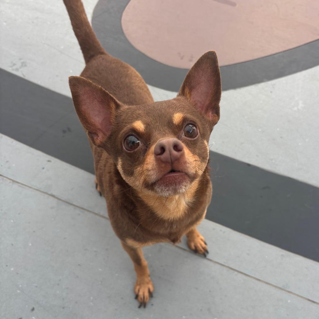 Dobbie, a Adoptable Chihuahua in Philadelphia, PA image 4/6