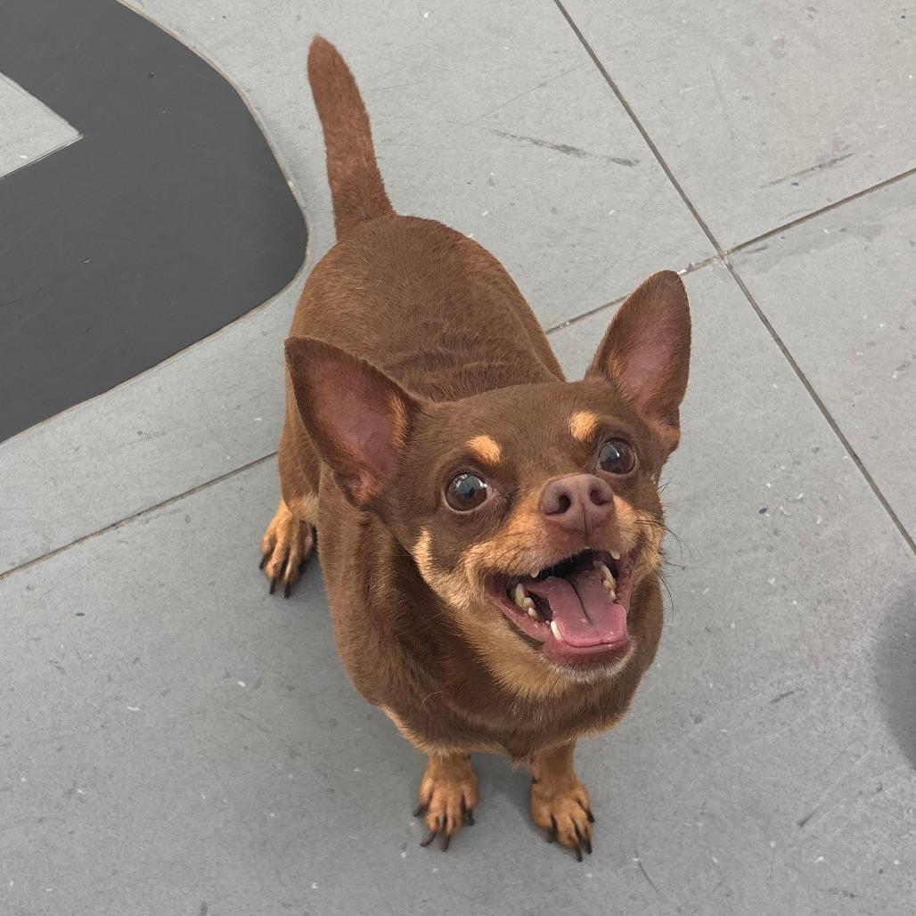Dobbie, a Adoptable Chihuahua in Philadelphia, PA image 5/6
