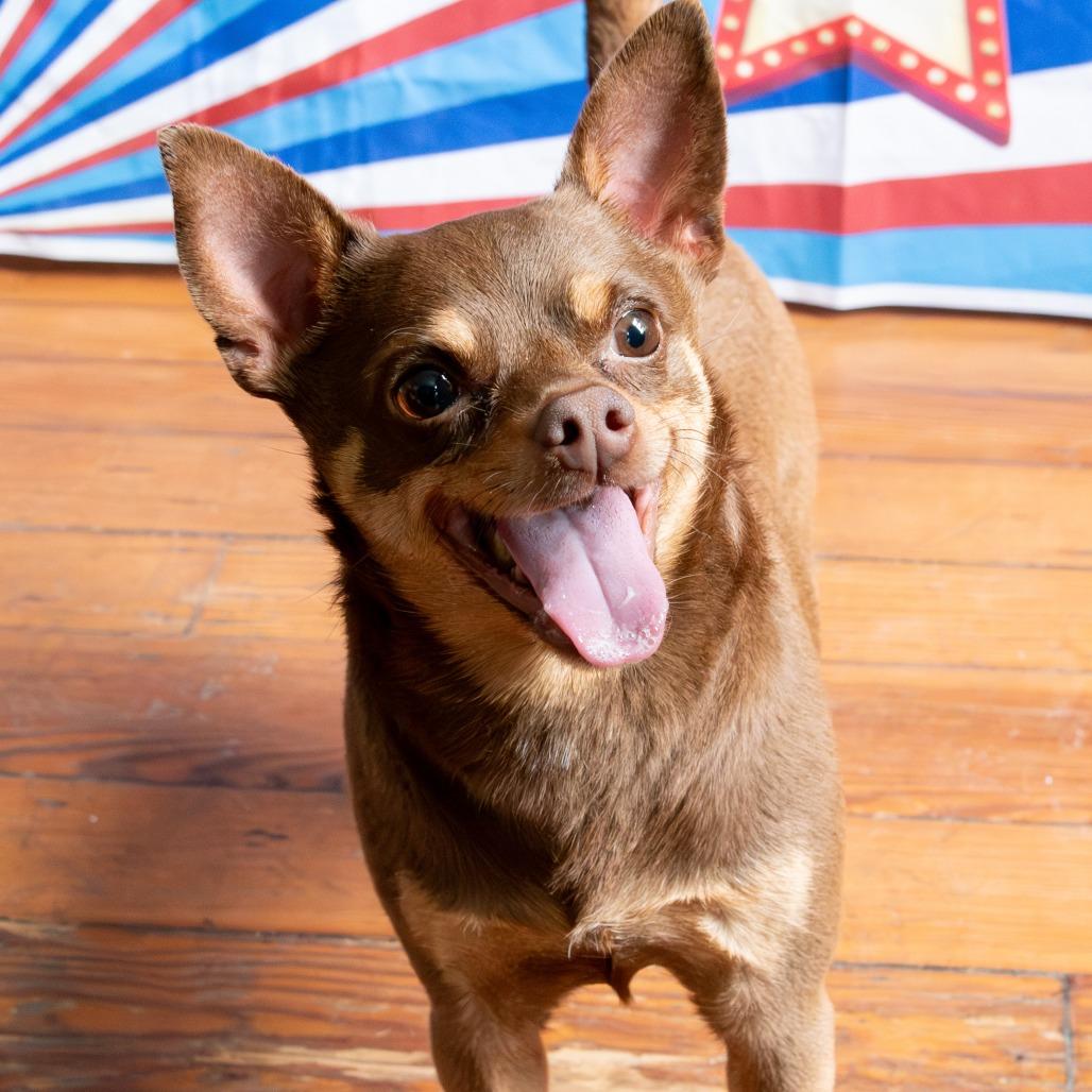 Dobbie, a Adoptable Chihuahua in Philadelphia, PA image 6/6