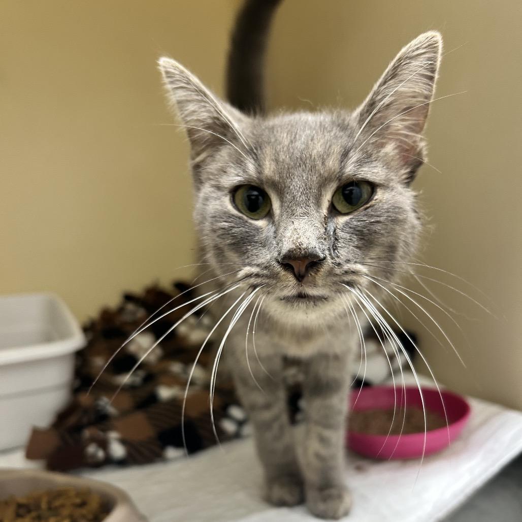 Enlarge Dottie, a Adoptable Domestic Short Hair in Zanesville, OH image 1/2