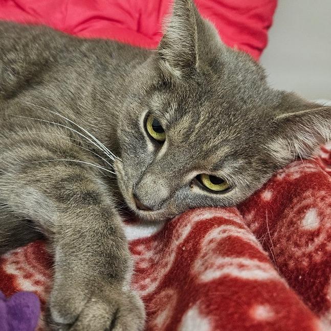 Enlarge Dottie, a Adoptable Domestic Short Hair in Zanesville, OH image 2/2