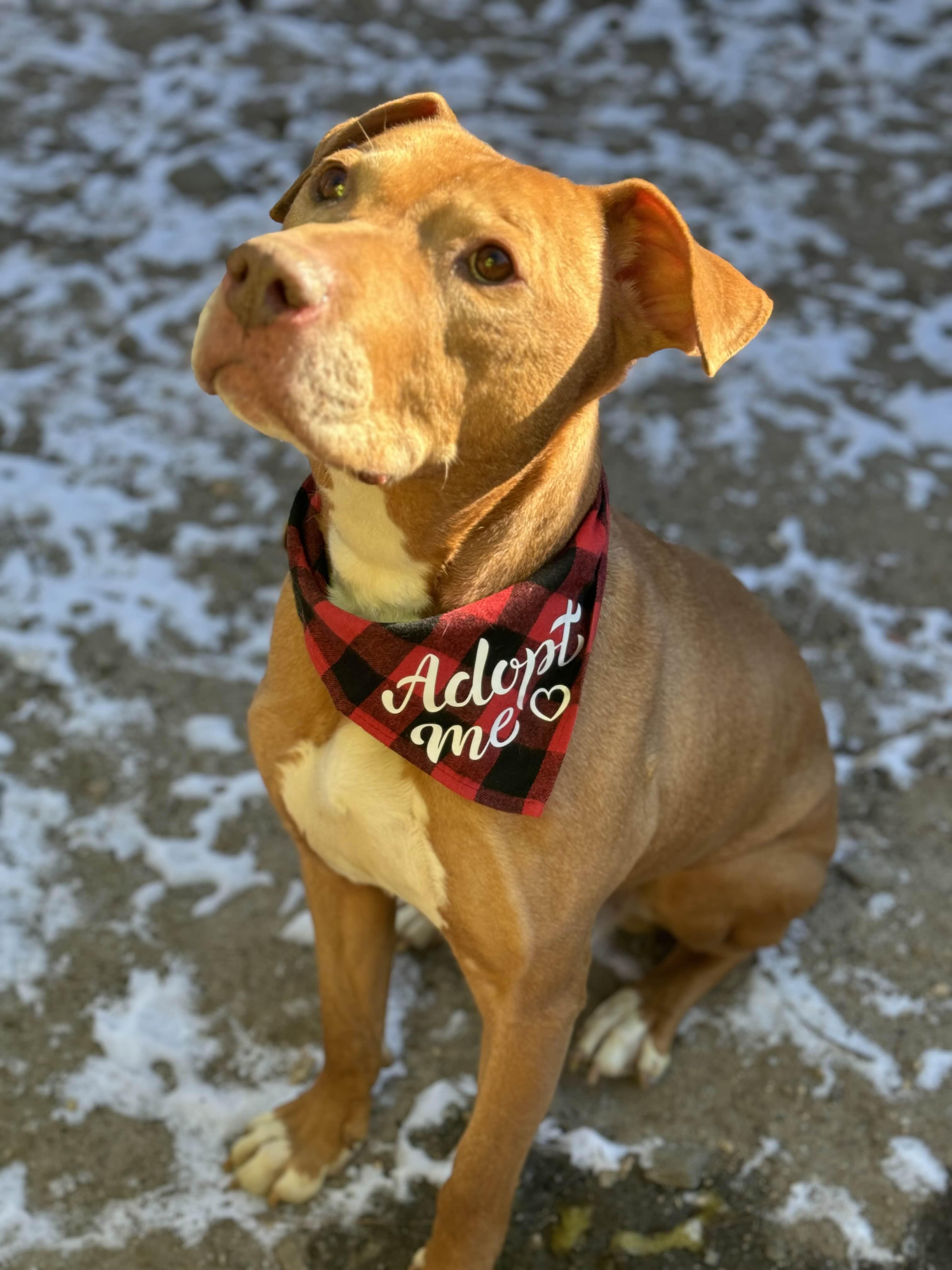 Enlarge Rusty, a Adopted mixed breed in Hampton Bays, NY image 2/5