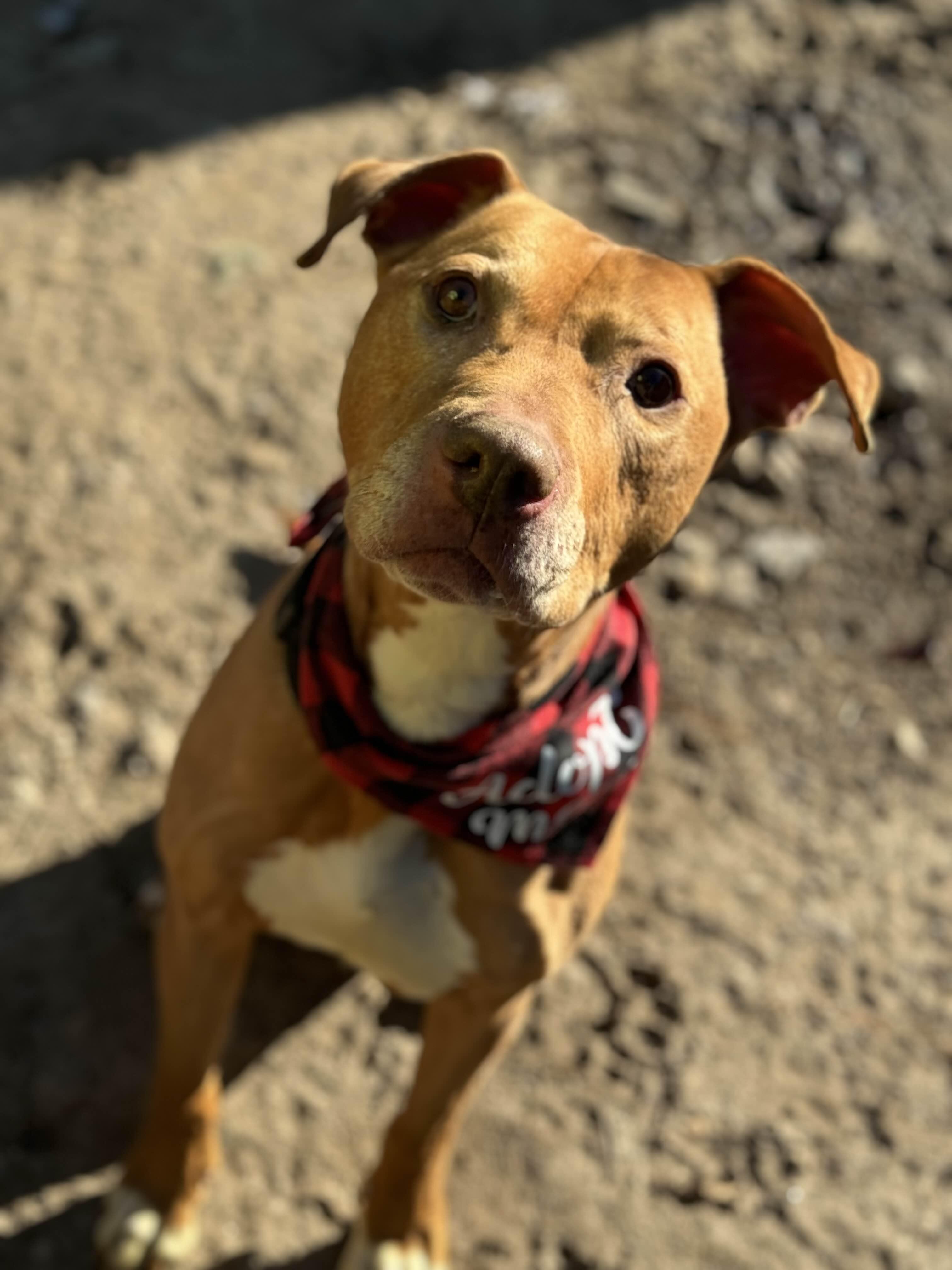 Rusty, Adopted, Adult Male American Bulldog & Vizsla.