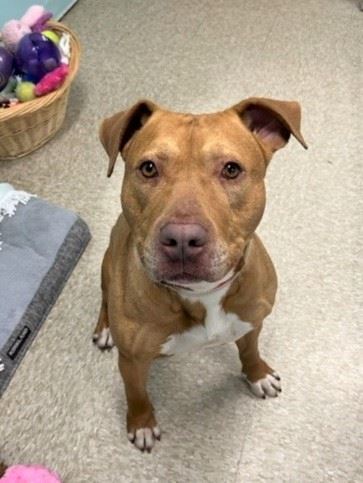 Enlarge Rusty, a Adopted mixed breed in Hampton Bays, NY image 5/5