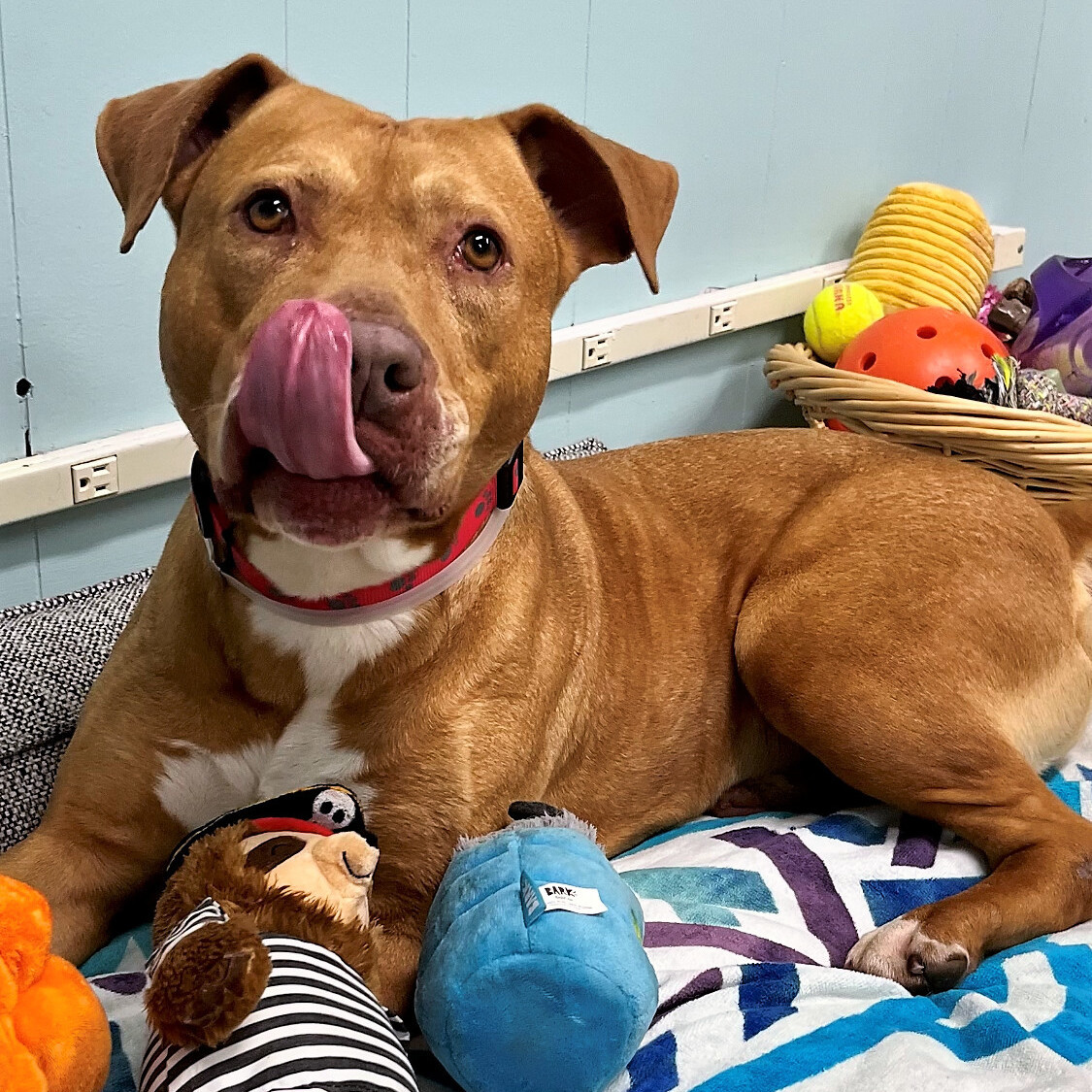 Enlarge Rusty, a Adopted mixed breed in Hampton Bays, NY image 4/5
