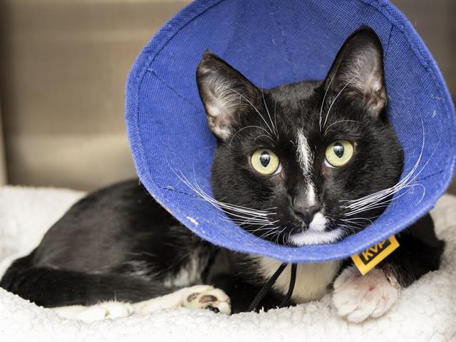 Enlarge BOOTS, a Adoptable Domestic Short Hair in Phoenix, AZ image 1/1