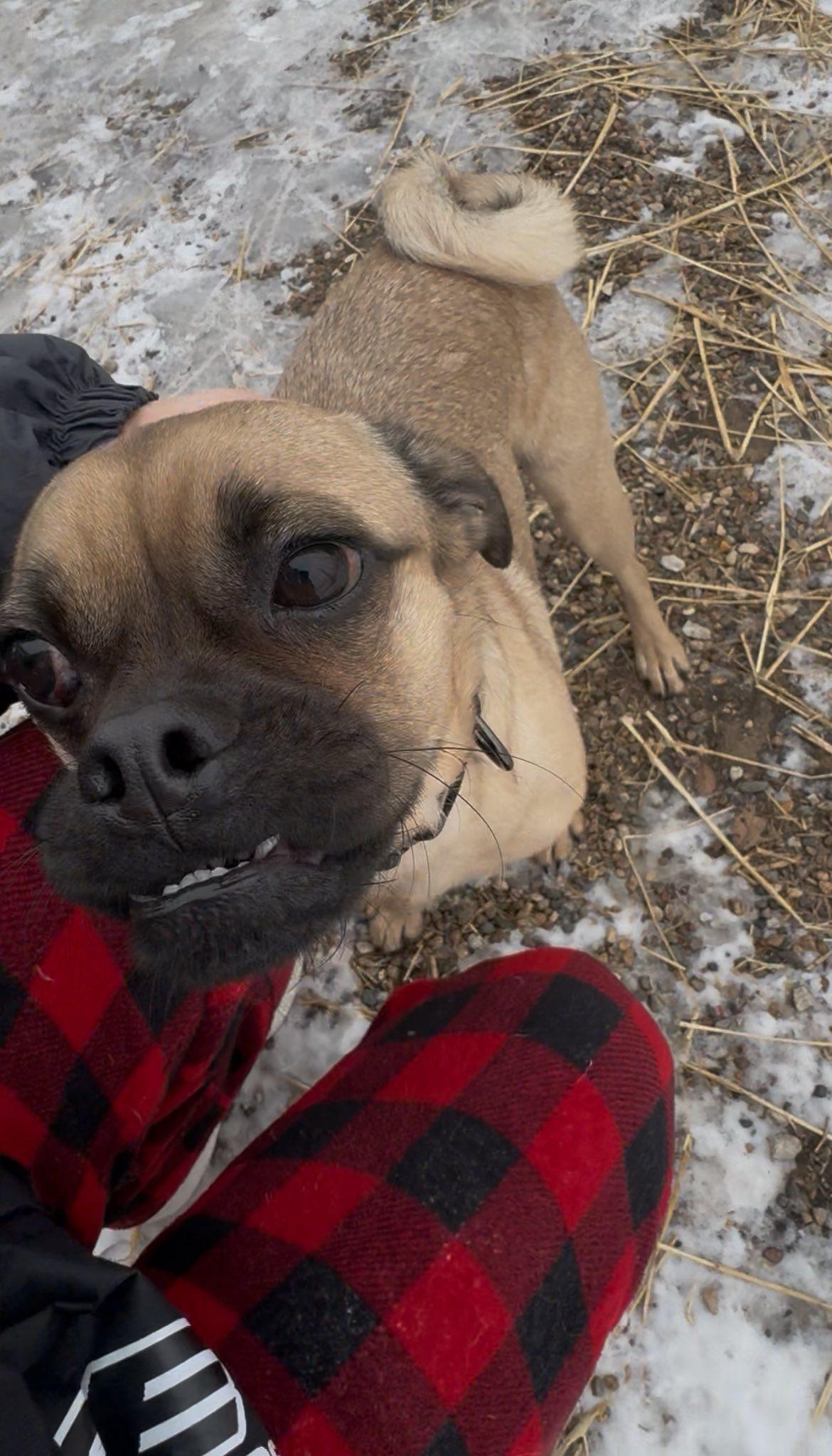 Enlarge Bosco, a ADOPTABLE Puggle in Decorah, IA image 5/5