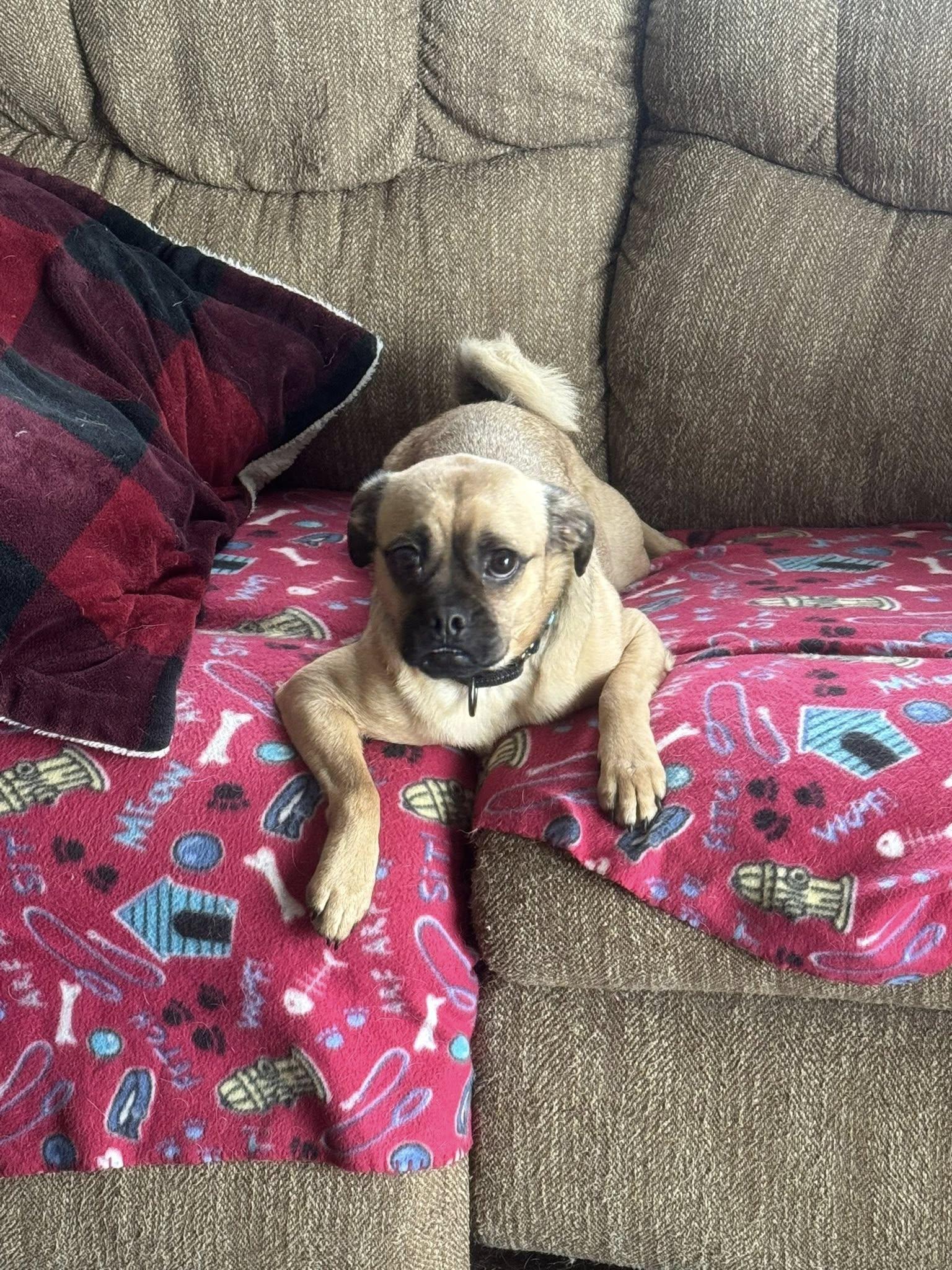 Enlarge Bosco, a ADOPTABLE Puggle in Decorah, IA image 2/5