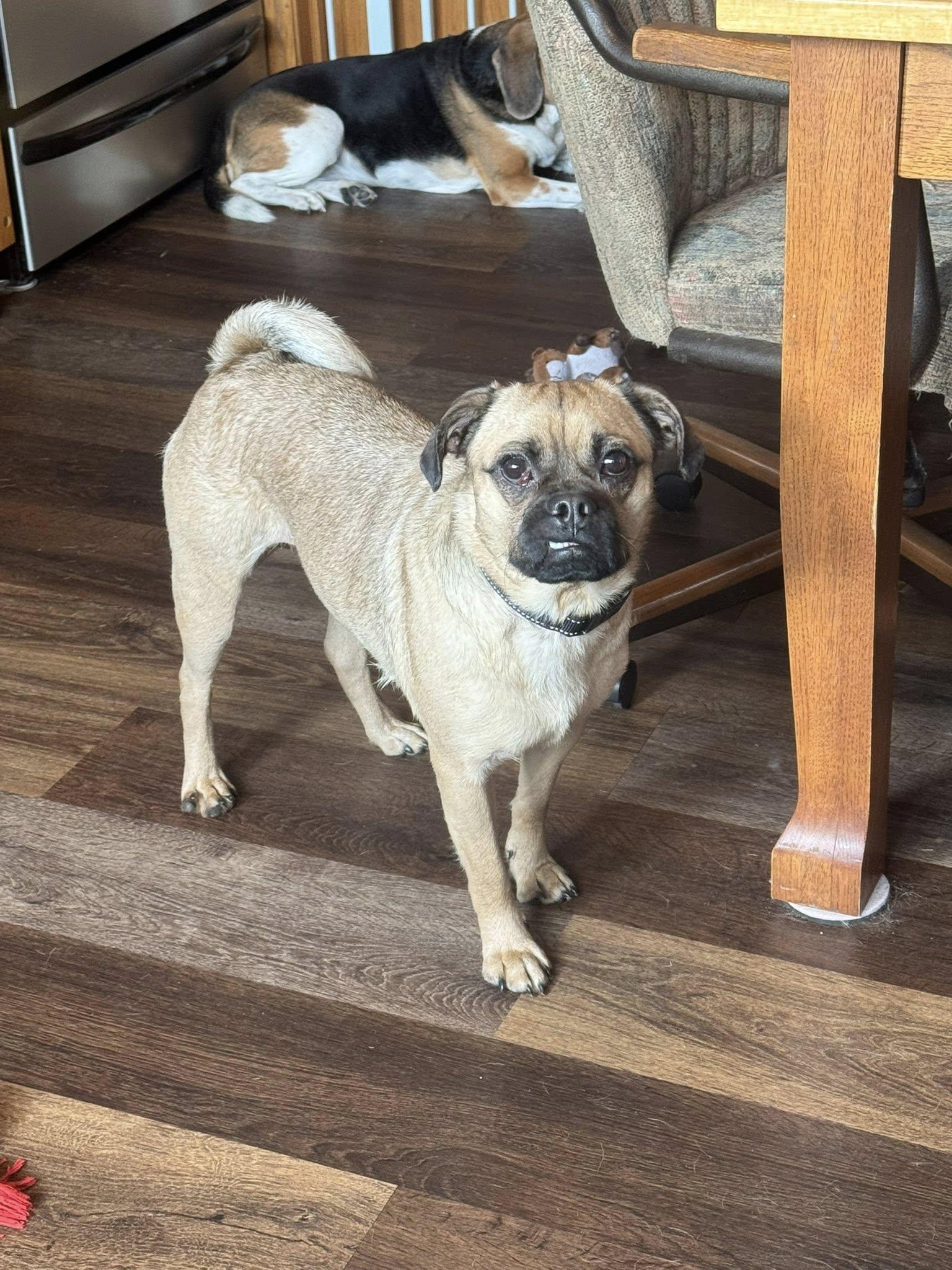 Enlarge Bosco, a ADOPTABLE Puggle in Decorah, IA image 4/5