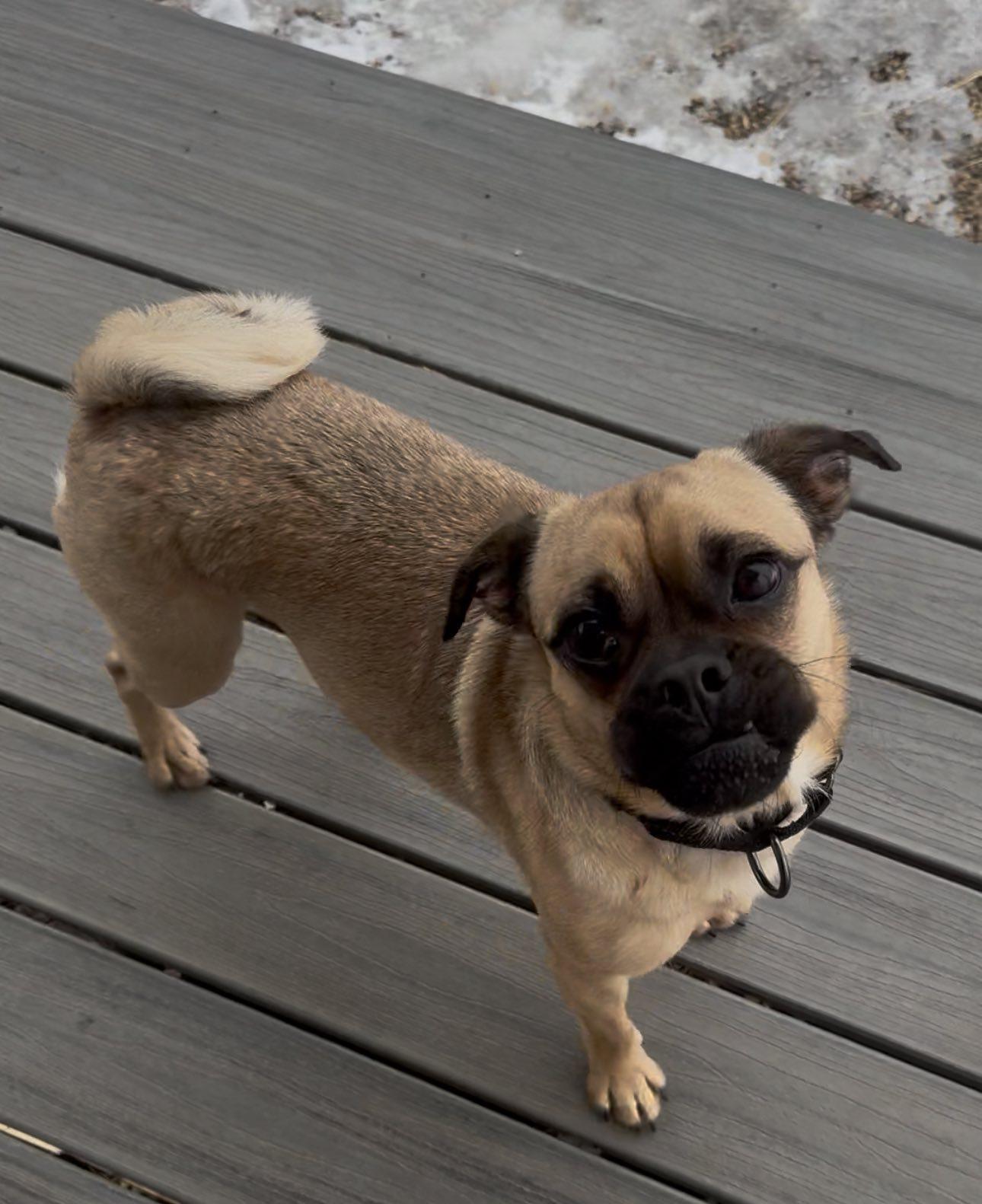 Bosco, ADOPTABLE, Young Male Puggle.