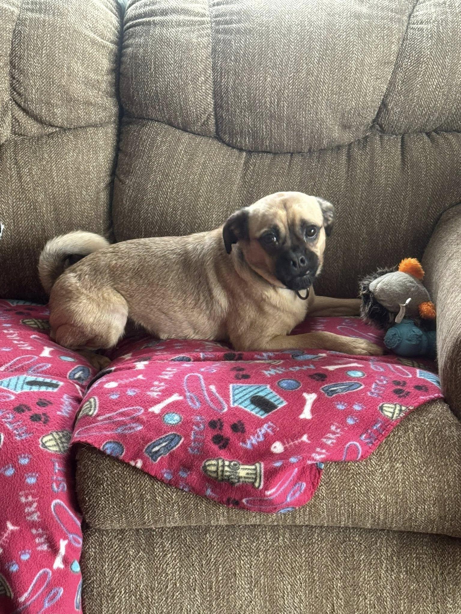 Enlarge Bosco, a ADOPTABLE Puggle in Decorah, IA image 3/5
