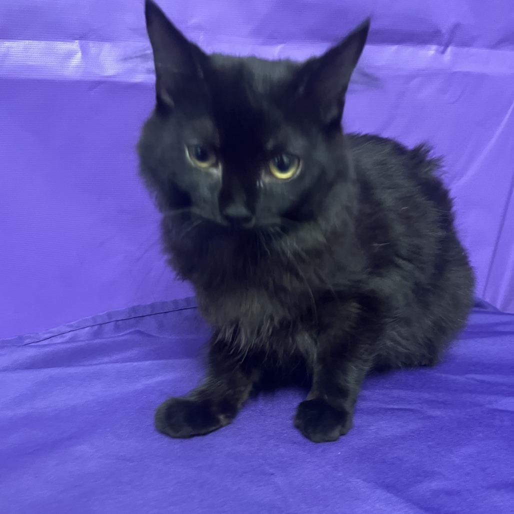 Riku, a Adoptable Domestic Short Hair in Buffalo, MN image 3/3