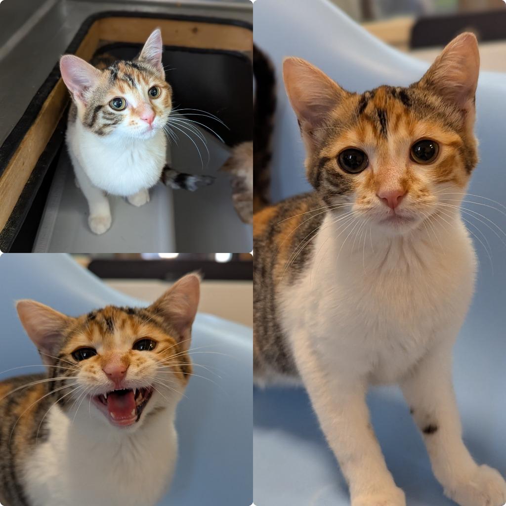 Maple, Adopted, Kitten Female Domestic Short Hair.