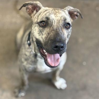 Enlarge SANDY, a Adoptable Mixed Breed in Fernandina Beach, FL image 3/3