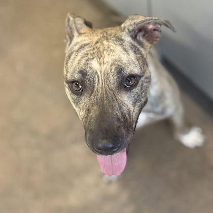 Enlarge SANDY, a Adoptable Mixed Breed in Fernandina Beach, FL image 2/3
