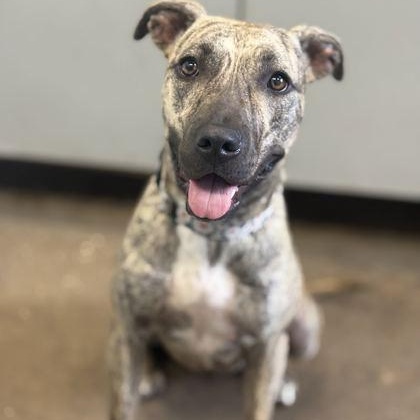 Enlarge SANDY, a Adoptable Mixed Breed in Fernandina Beach, FL image 1/3