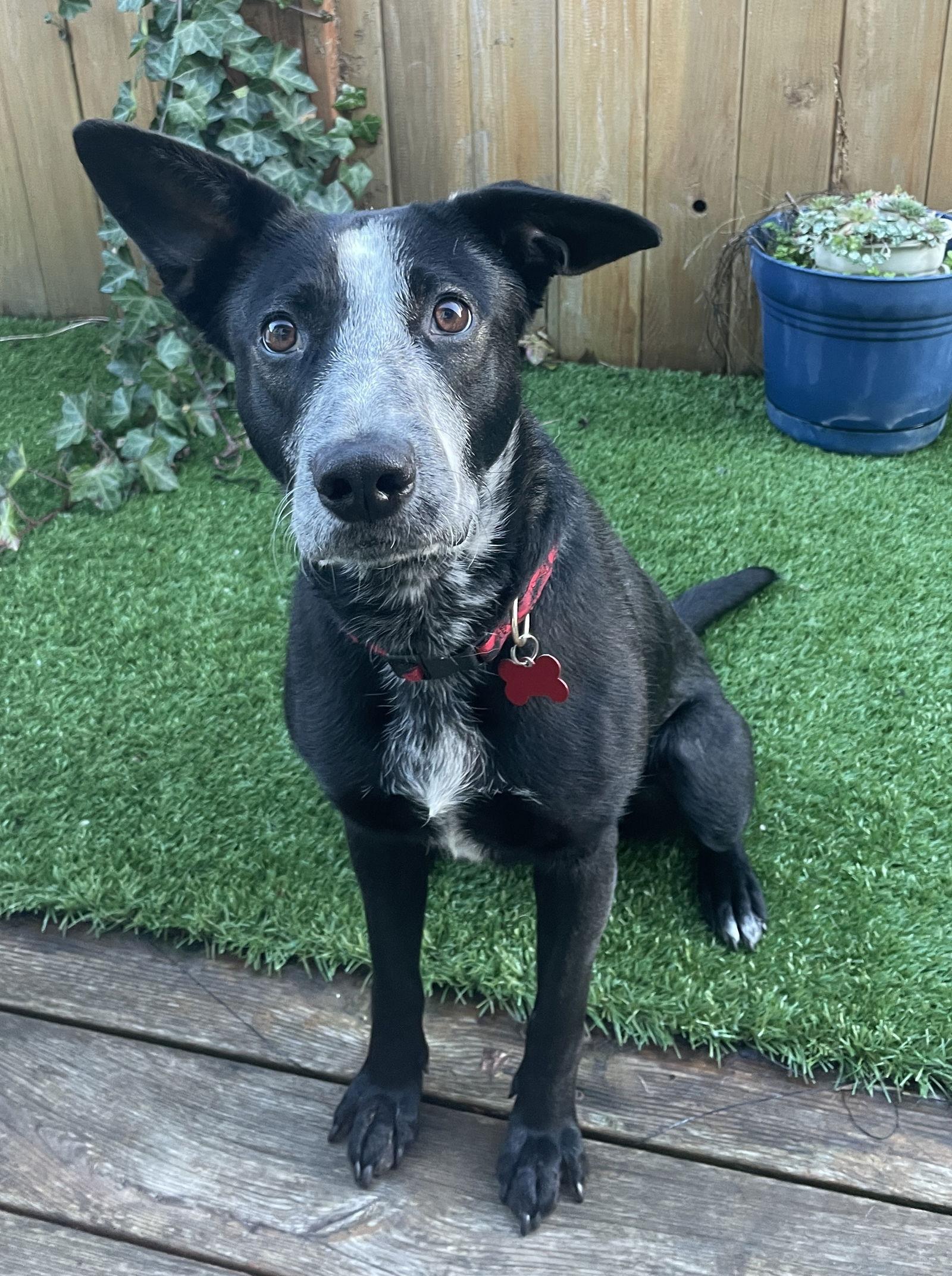 Winnie, Adoptable, Adult Female Cattle Dog & Border Collie.