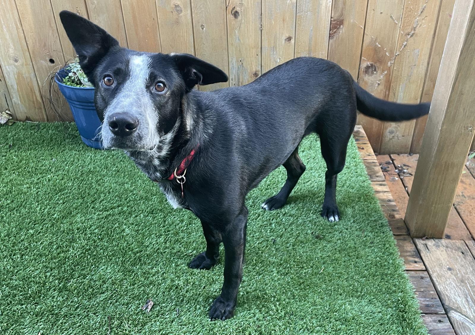 Enlarge Winnie, a Adoptable mixed breed in Portland, OR image 2/3