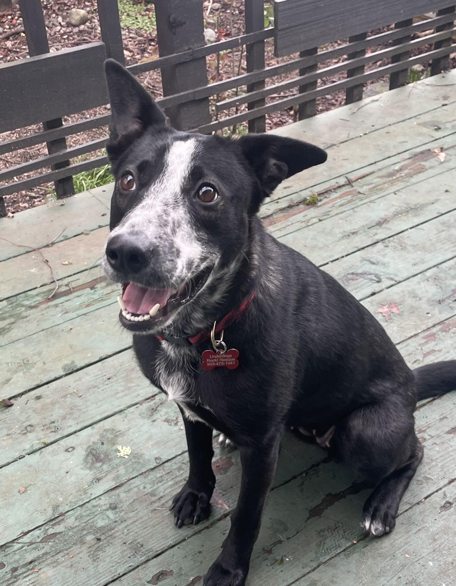 Enlarge Winnie, a Adoptable mixed breed in Portland, OR image 3/3