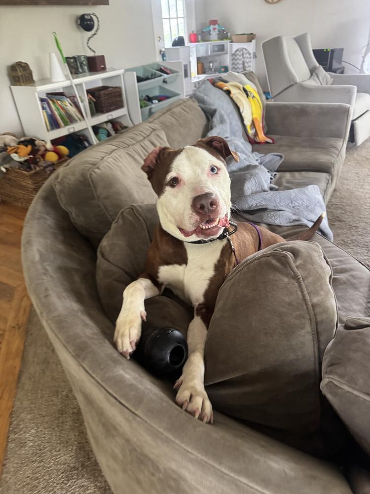 Enlarge Gucci, a Adoptable Terrier in Long Island City, NY image 2/5