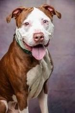 Enlarge Gucci, a Adoptable Terrier in Long Island City, NY image 4/5