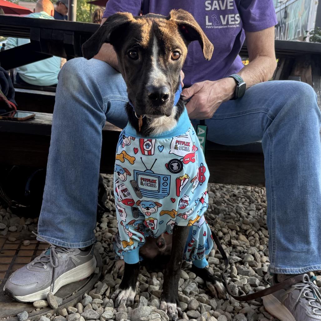 Little Bit (LB), Adoptable, Young Male Black Labrador Retriever.