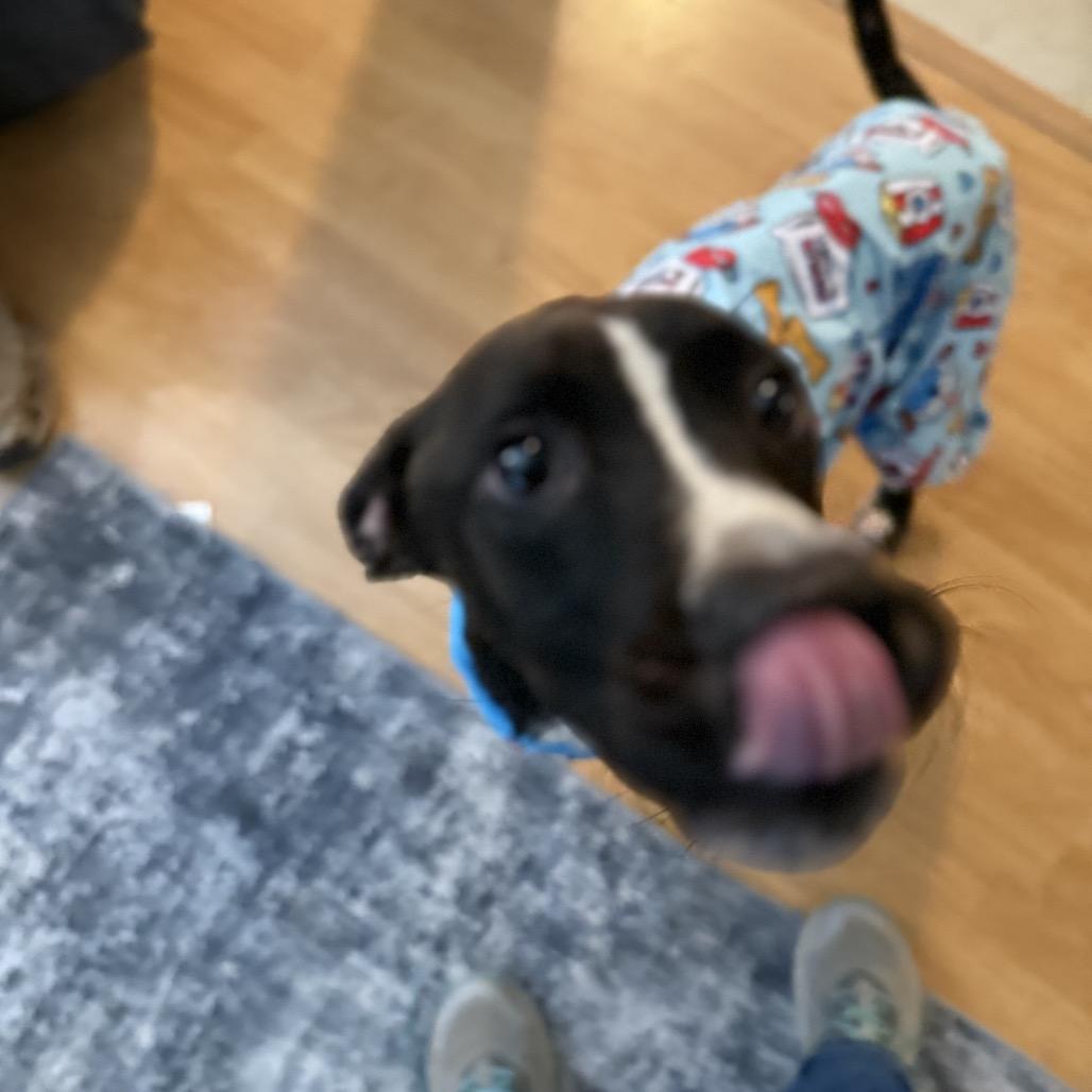 Enlarge Little Bit (LB), a Adoptable Black Labrador Retriever in Avon, OH image 2/6