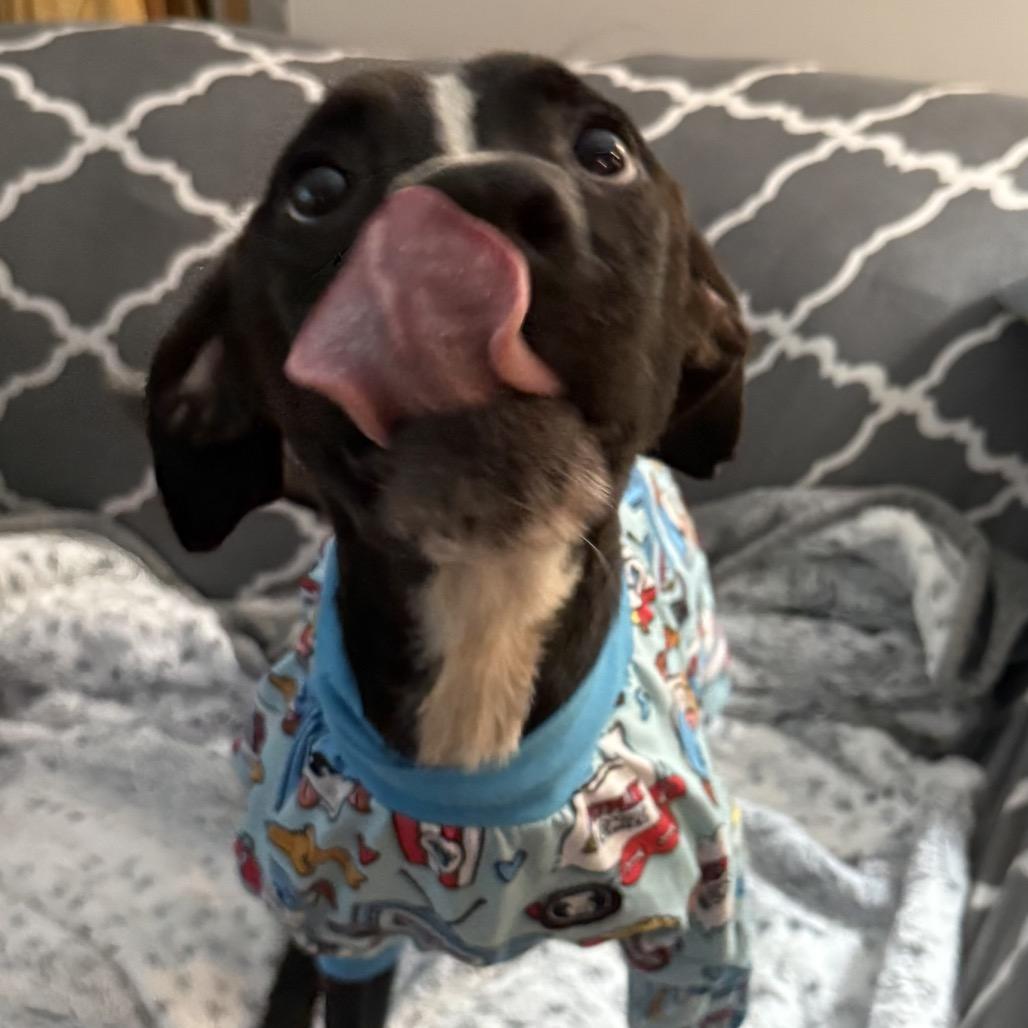 Enlarge Little Bit (LB), a Adoptable Black Labrador Retriever in Avon, OH image 3/6