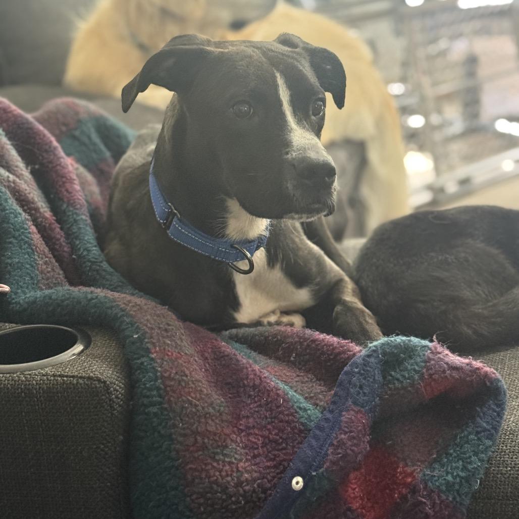 Enlarge Little Bit (LB), a Adoptable Black Labrador Retriever in Avon, OH image 4/6