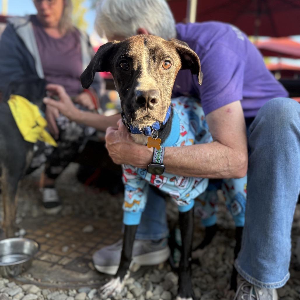 Enlarge Little Bit (LB), a Adoptable Black Labrador Retriever in Avon, OH image 5/6