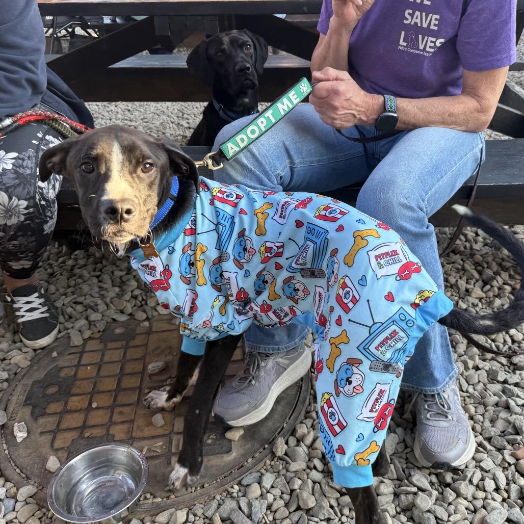 Enlarge Little Bit (LB), a Adoptable Black Labrador Retriever in Avon, OH image 6/6