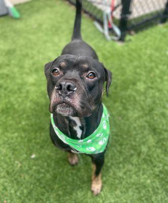 CJ **Courtesy Post. Out of town pet. See below for details**