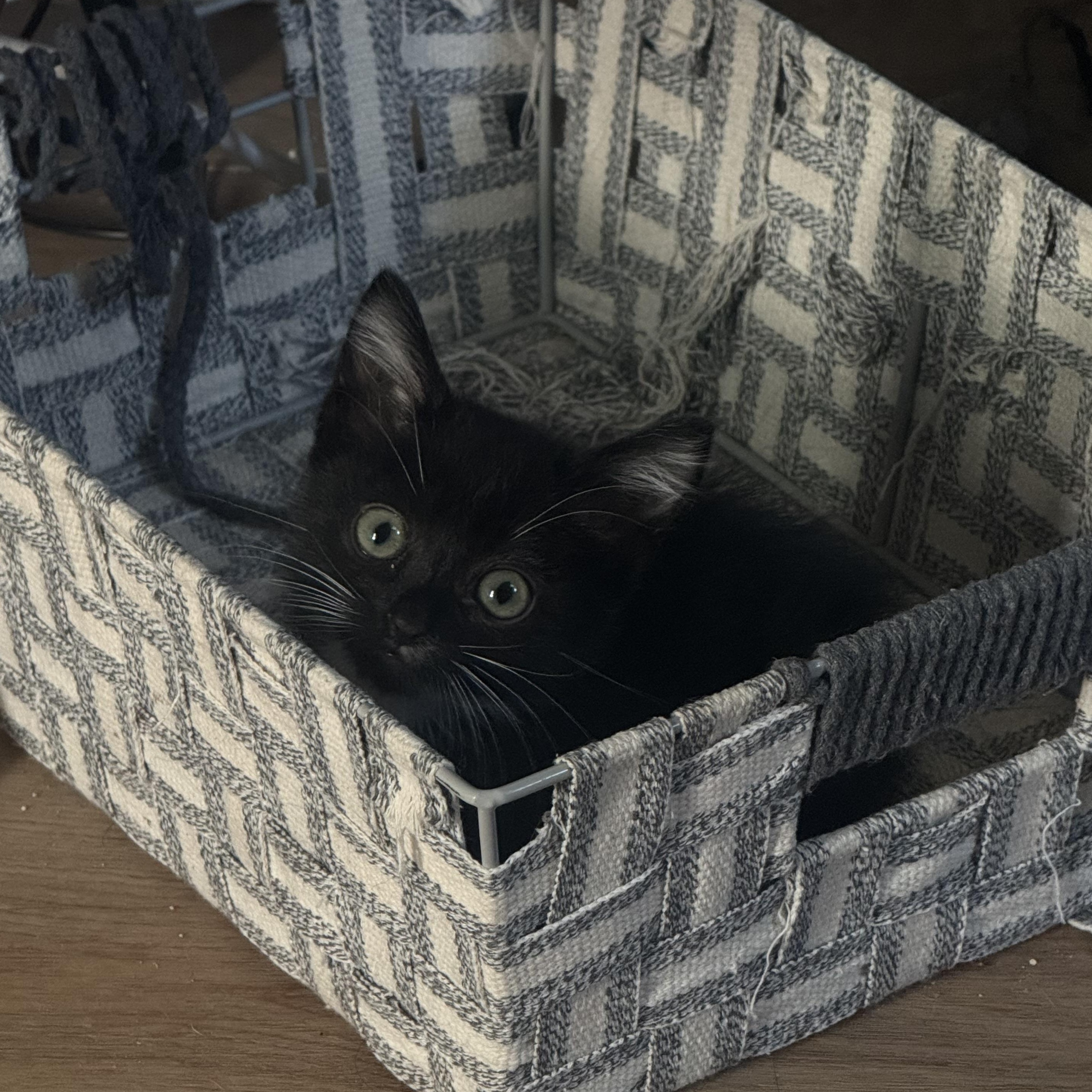 Wednesday, Adoptable, Kitten Female Domestic Short Hair.