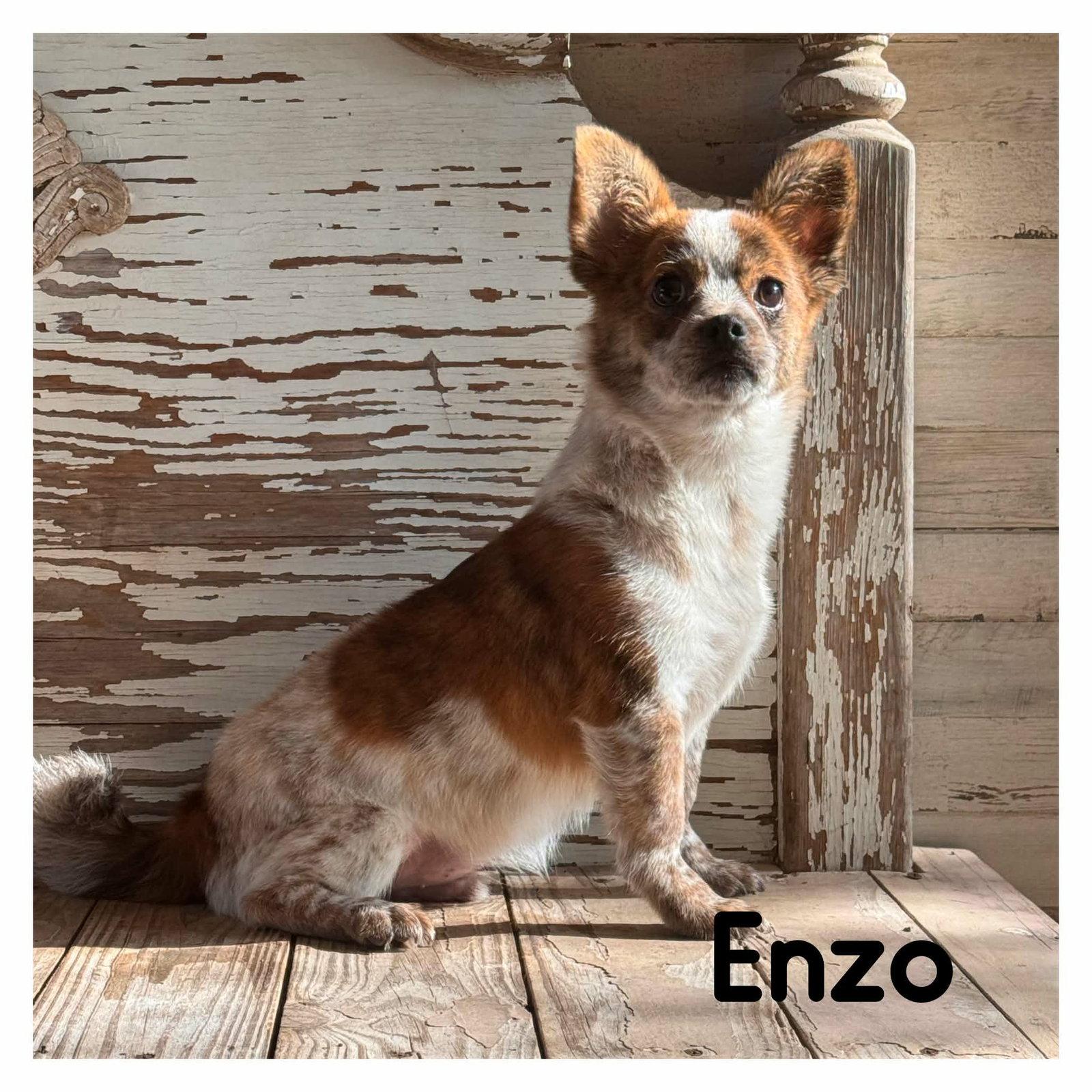 Enzo, Adoptable, Young Male Chihuahua & Cattle Dog.