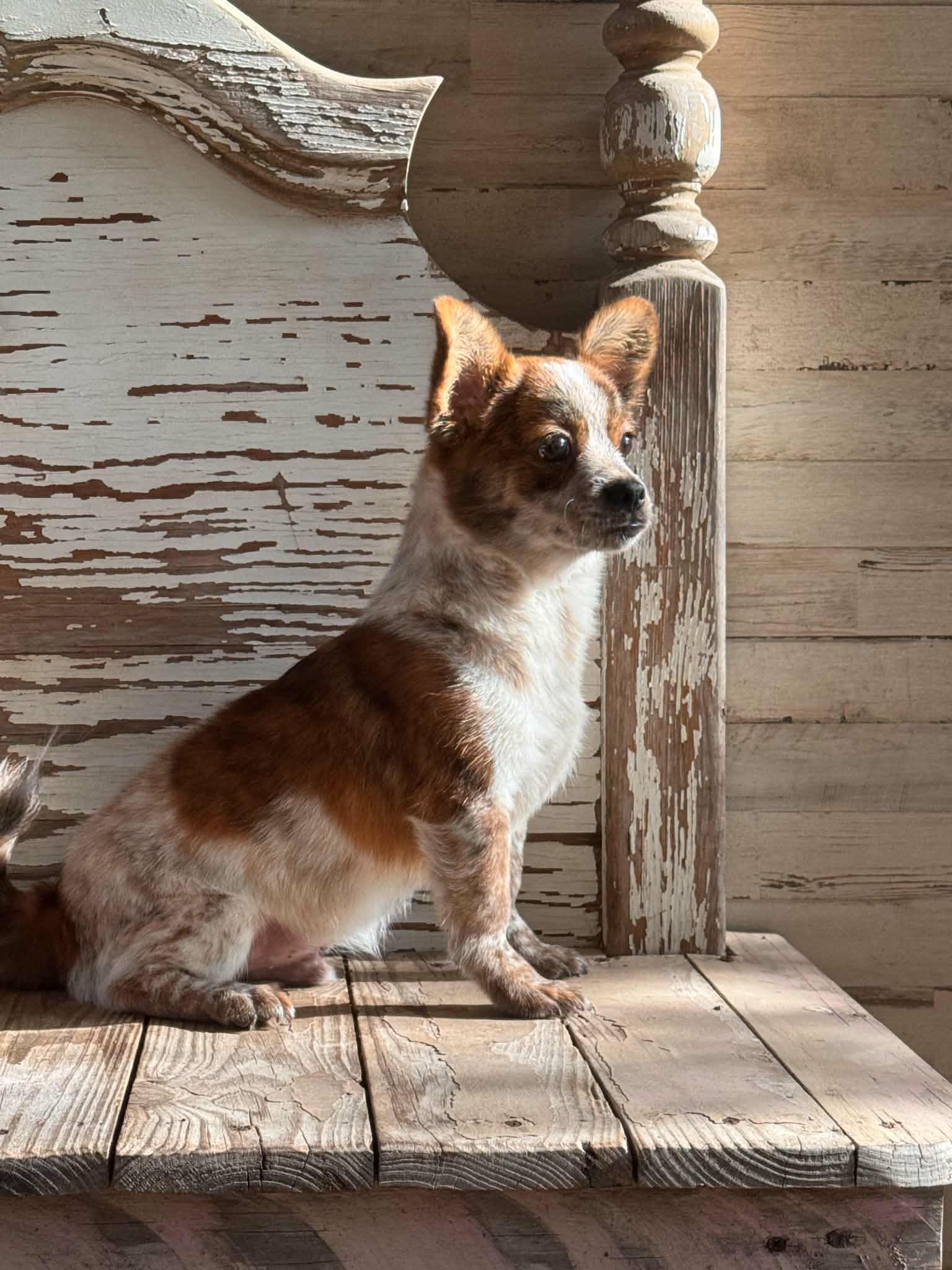 Enzo, a Adoptable mixed breed in Helotes, TX image 2/3