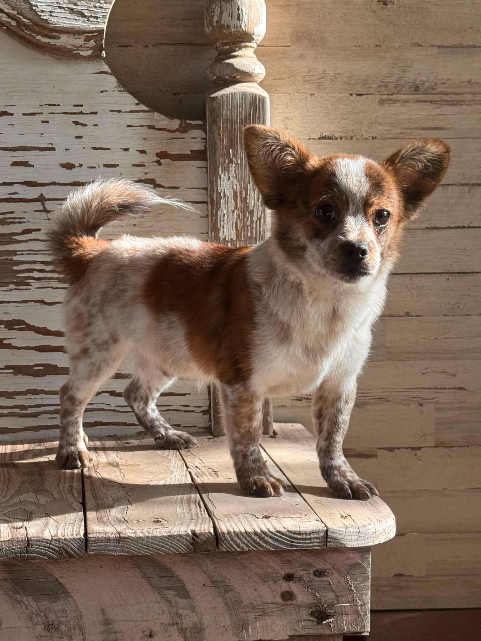 Enzo, a Adoptable mixed breed in Helotes, TX image 3/3