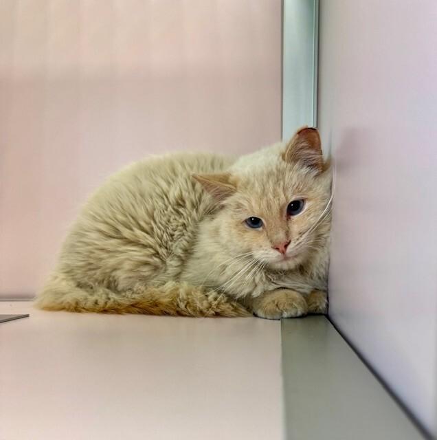 Blaze, Adoptable, Adult Male Domestic Long Hair.